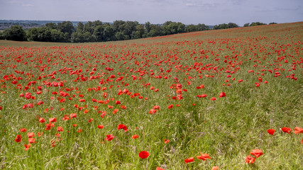 English Poppy Fields