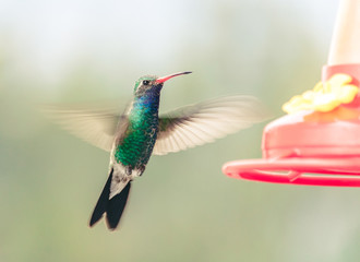colibrí © maximiliano