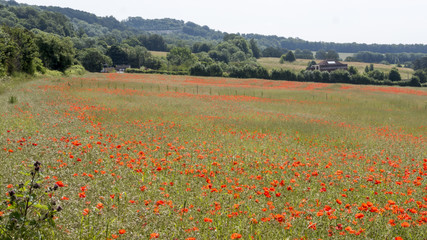 English Poppy Fields