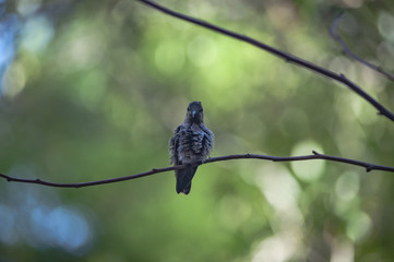 Curious Hummingbird 