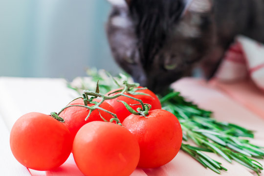 Cherry tomatoes branch with green rosmary on wooden colored table and cat on background