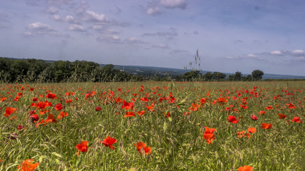 English Poppy Fields