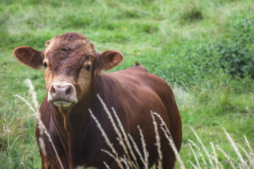 Young brown bull of a German breed on a meadow