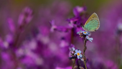Polyommatus coelestinus  41