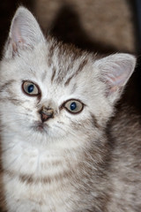 Kitten breed Scottish