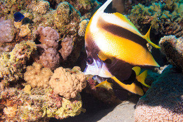 Butterfly fish in a coral reef. Fish of the red sea.