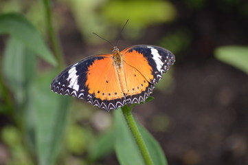 Butterfly in the garden