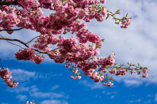 V&aring;rblommor.