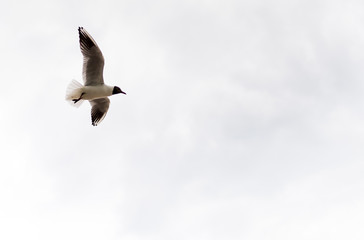 Seagull