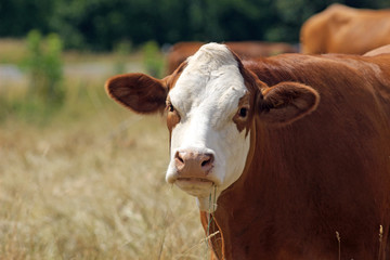 closeup of a simmental cow on a pasture