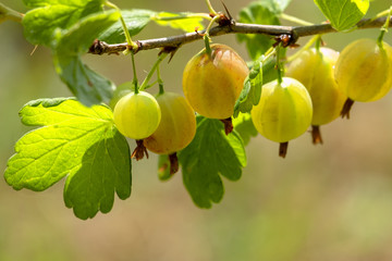 Juicy fresh ripe berries of a gooseberry on a branch  outdoors close-up, soft focus.