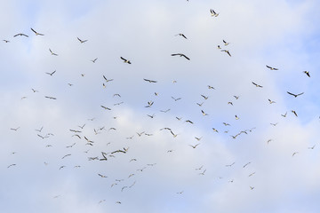 Groups seagulls flying in cloudy sky
