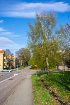 Bj&ouml;rken vid v&auml;gen