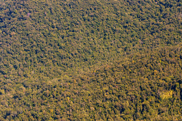 background forest view from above, green nature texture