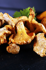 Mushrooms chanterelle on table. Raw wild mushrooms chanterelles. Composition with wild mushroom