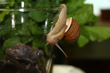 Улитка в бокале