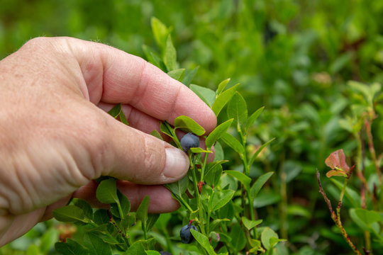 Hand som plockar bl&aring;b&auml;r i skogen