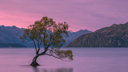 Einsamer Baum, Wanaka - Südinsel von Neuseeland