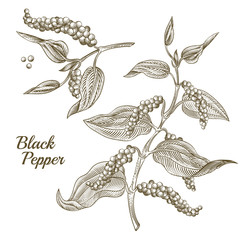 Vector illustration of black pepper plant with leaves and peppercorns, isolated on white background. Botanical hand drawn sketch in engraving style. Natural spicy seasoning for eating and cooking