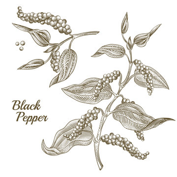 Vector Illustration Of Black Pepper Plant With Leaves And Peppercorns, Isolated On White Background. Botanical Hand Drawn Sketch In Engraving Style. Natural Spicy Seasoning For Eating And Cooking