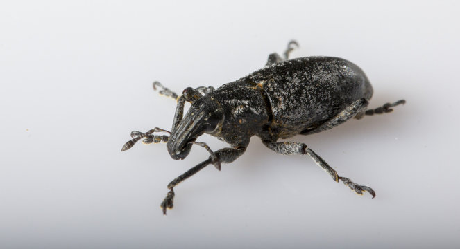 Anthonomus pomorum black-winged beetle. Pest, destroys the harvest of the sheep