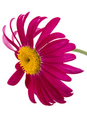 Flower of pyrethrum, isolated on white background