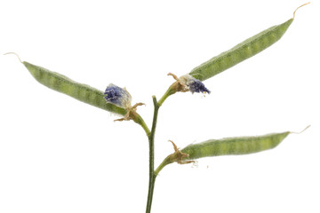 Seeds and pods of the sweet pea, isolated on white background