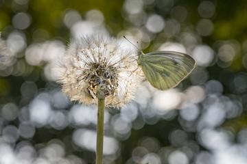 Motyl na dmuchawcu © Rafał Bachanek