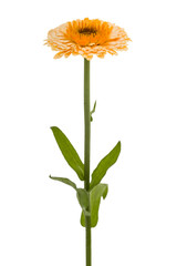 Flower of calendula, isolated on white background