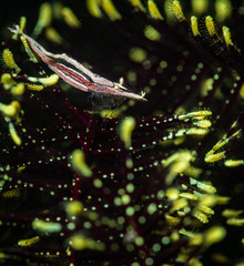 Crinoid shrimp (Periclemenes  ceratophthalmus)  on the Red Rock dive site, Anilao, Philippiines