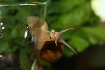 Улитка в бокале