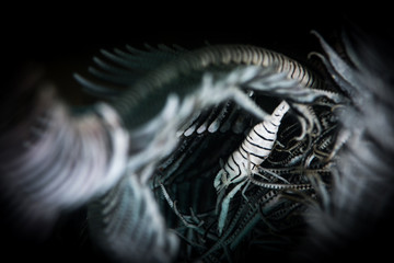 Crinoid shrimp (Periclemenes  cornutus)  on the Sabang Wrecks dive site, Puerto Galera, Philippiines