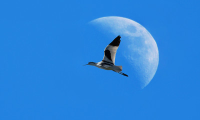 Flight of the avocet