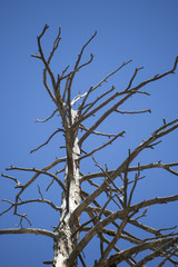 Tree and Sky