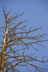 Tree and Sky