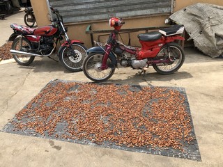 Kakao Beans Motorcycle