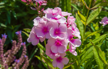 Bright pink flower growing on the flower bed 