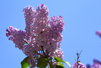 Helllila blühender Flieder vor strahlend blauem Himmel Flieder