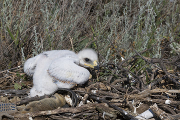 chicks of the steppe eagle in the nest