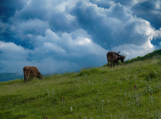 cow grazing on green meadow in mountains