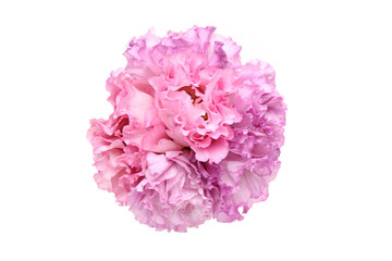 トルコキキョウの花束