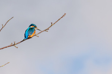 Kingfisher