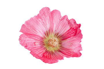 Mallow flower head on white