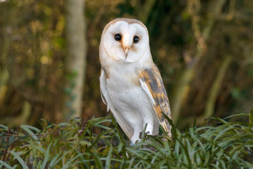 Barn Owl