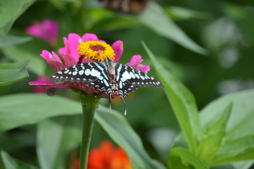 Butterfly in the garden