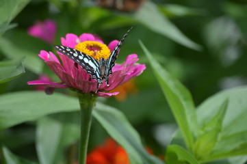 Fototapeta premium Butterfly in the garden