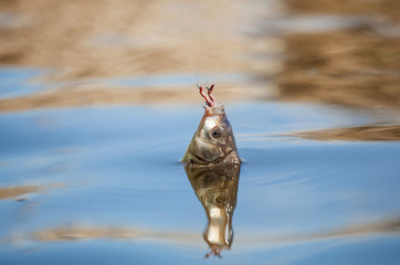 Fish caught on a hook in a freshwater pond.