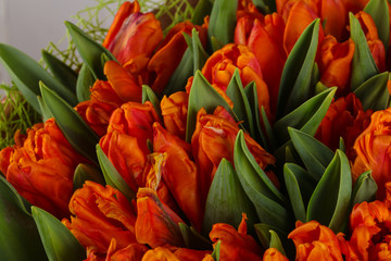 Orange tulips bouquet