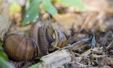 Burgundy snail, Roman snail, edible snail or escargot