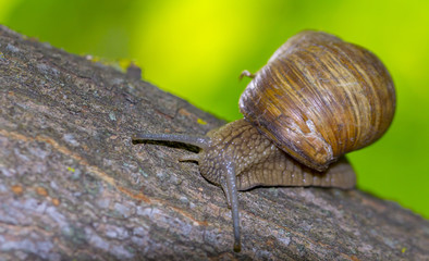 Helix pomatia mollusk in the family Helicidae.